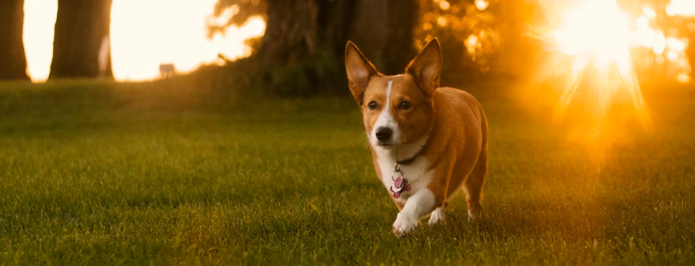 Pet Friendly Accommodation